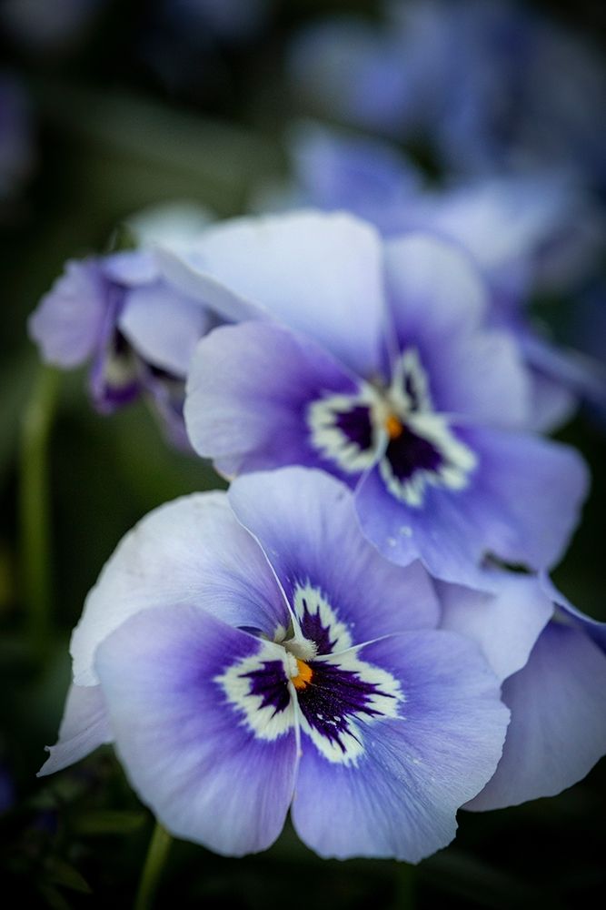 France-Giverny Close-up of purple pansies